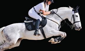 Elite Equine