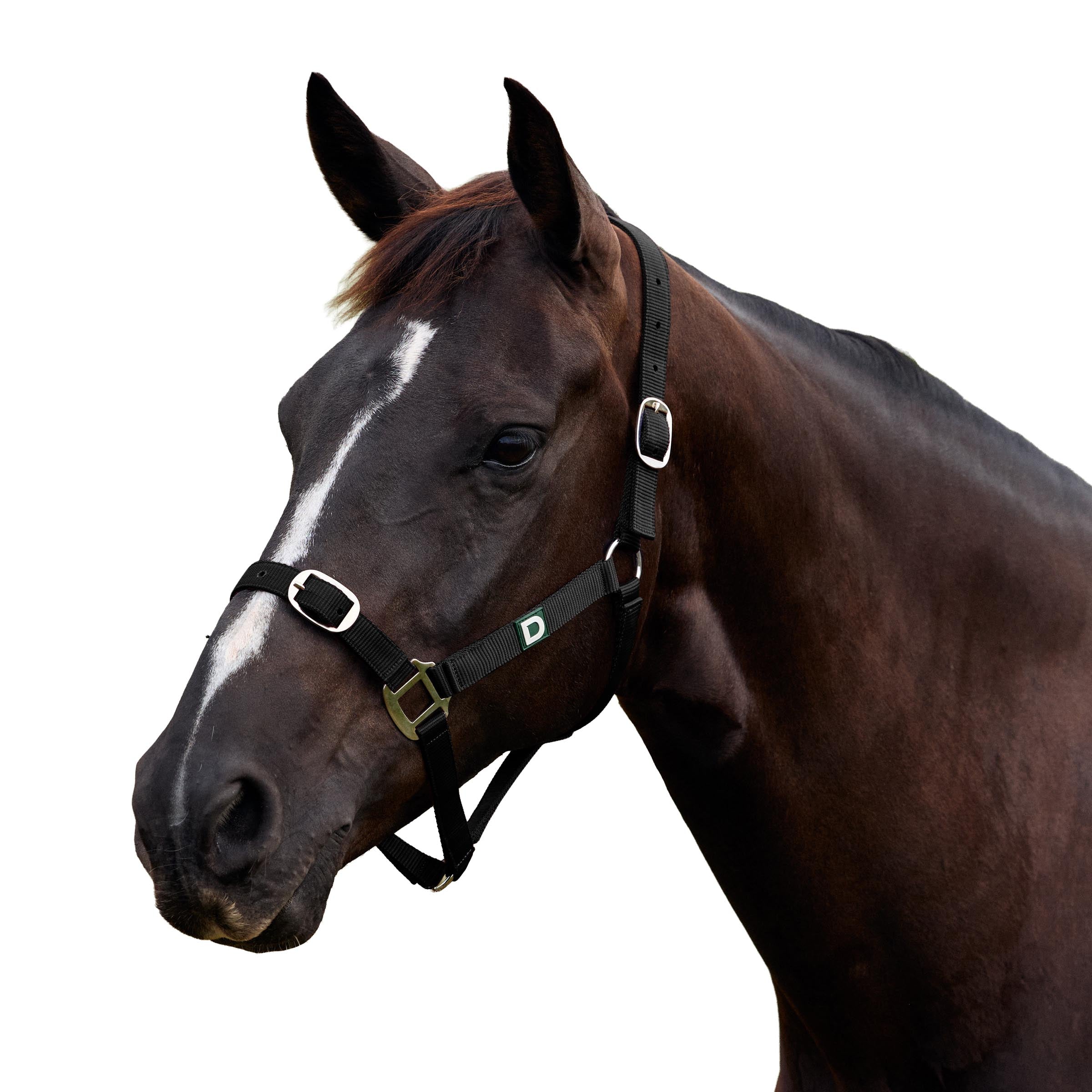 Dublin Everyday Headcollar