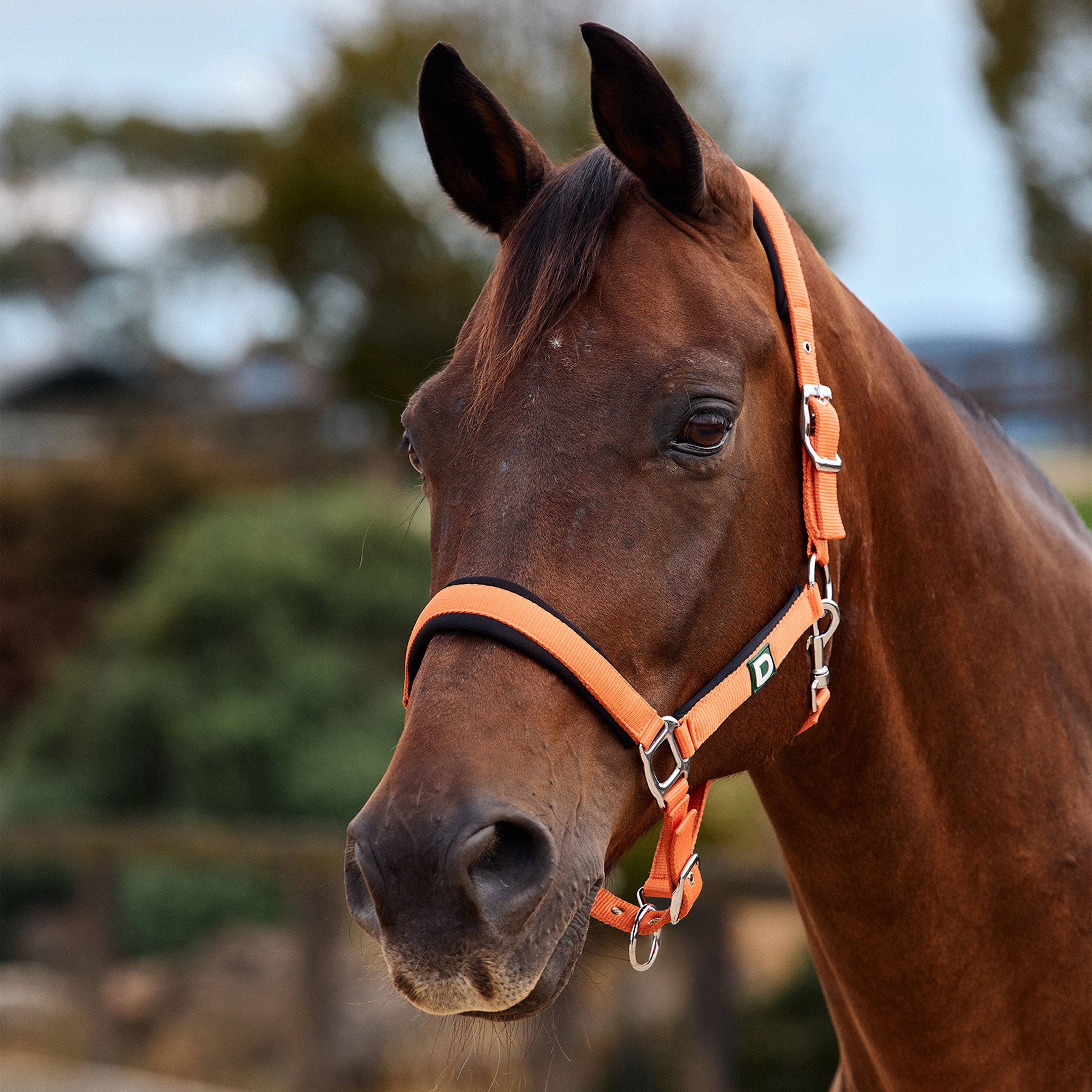 Dublin Neo Comfort Headcollar