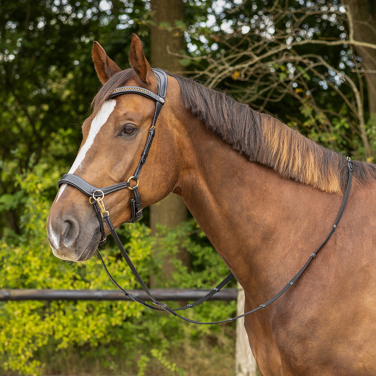 QHP Bitless Bridle Anatomical