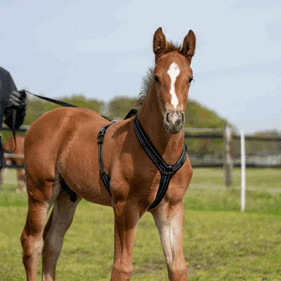 Sprenger Foal Harness