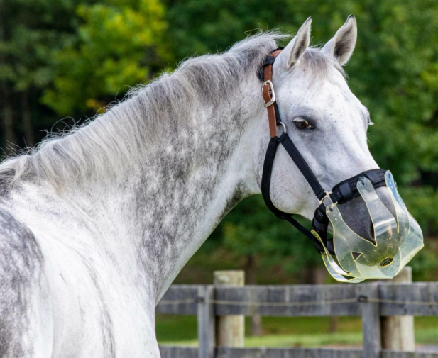 Flexible Filly Grazing Muzzle