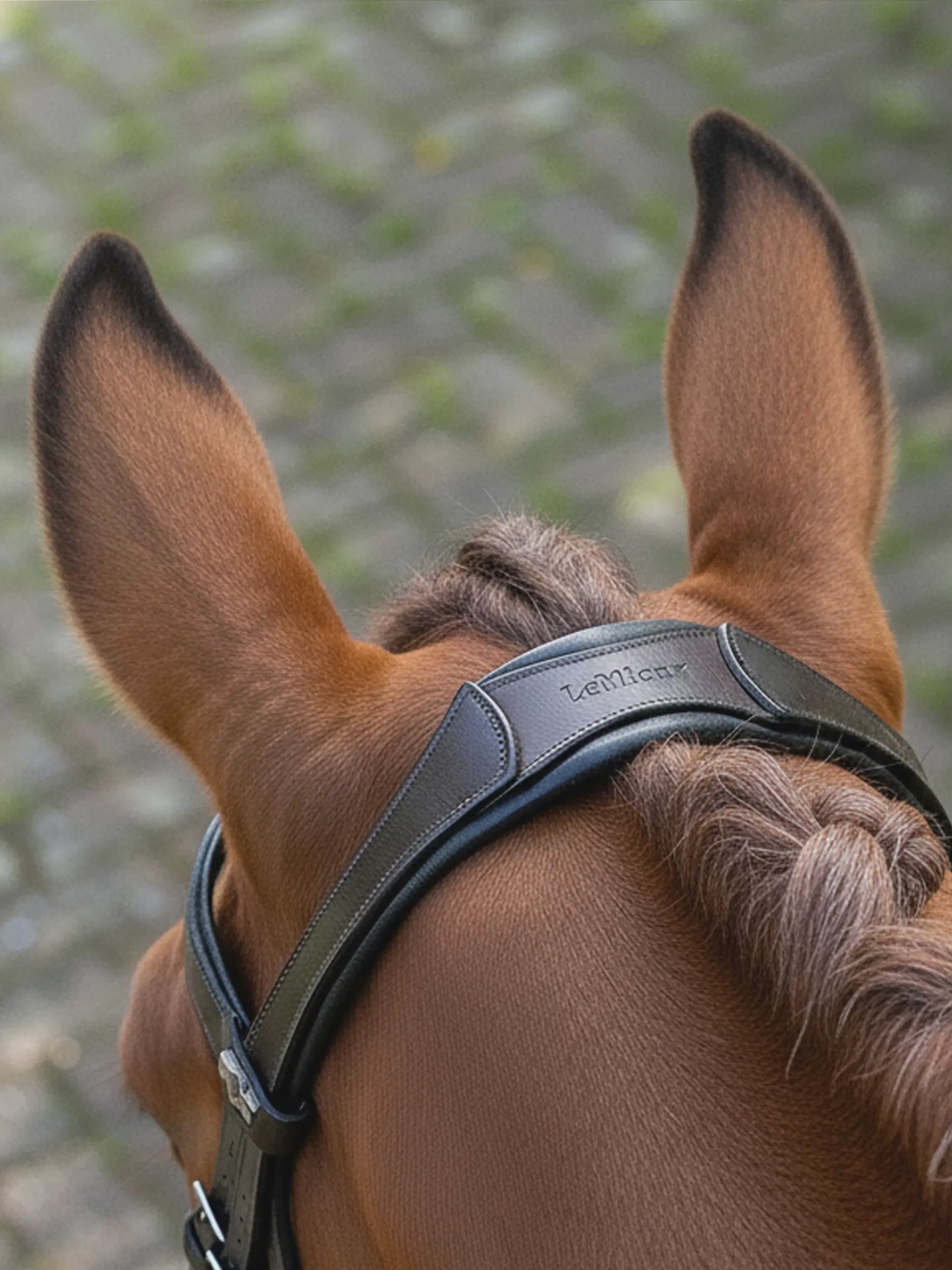 LeMieux Arika Anatomic Dressage Bridle