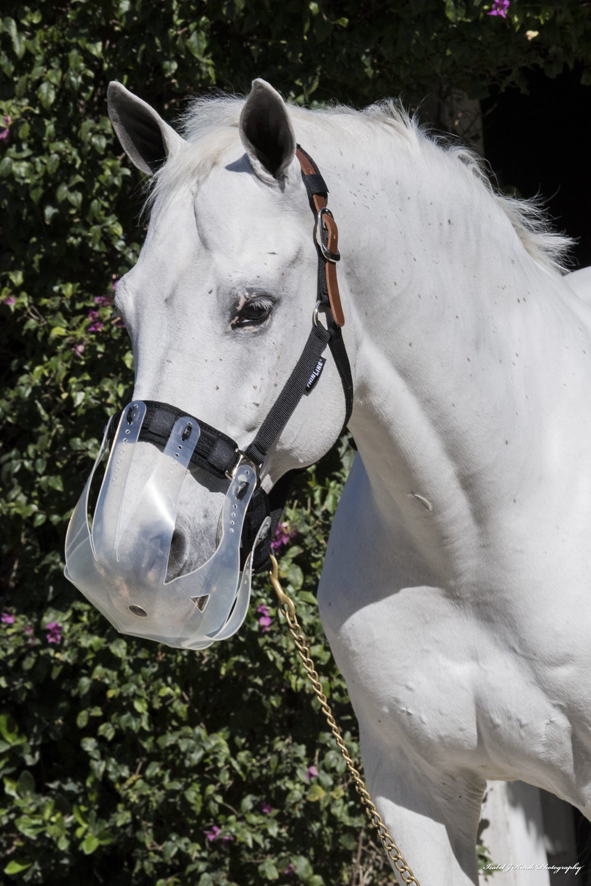 Thinline Breakaway Halter