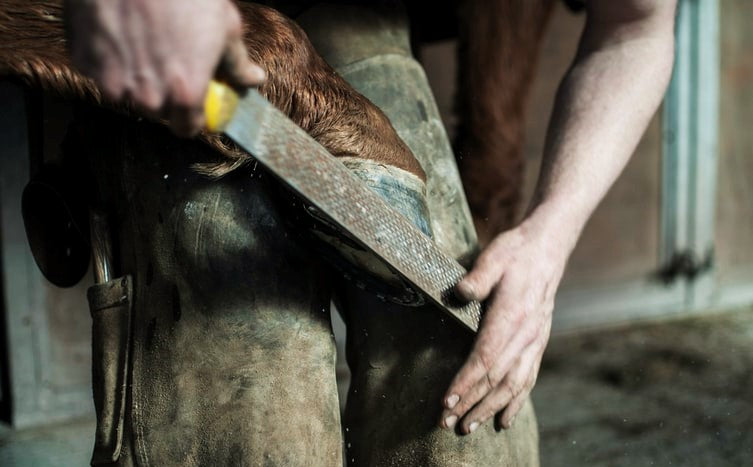 Equestrian First Aid & Farrier Tool Essentials