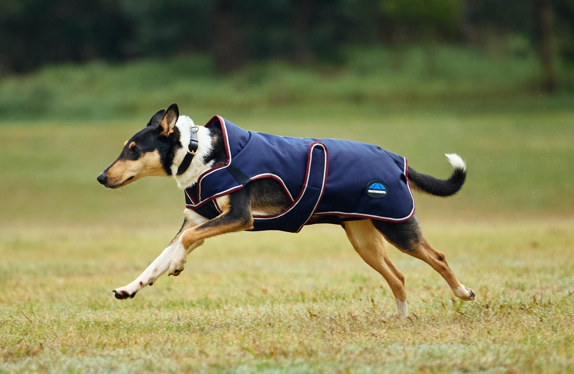 Weatherbeeta Dog Coats - Find the perfect dog jacket size
