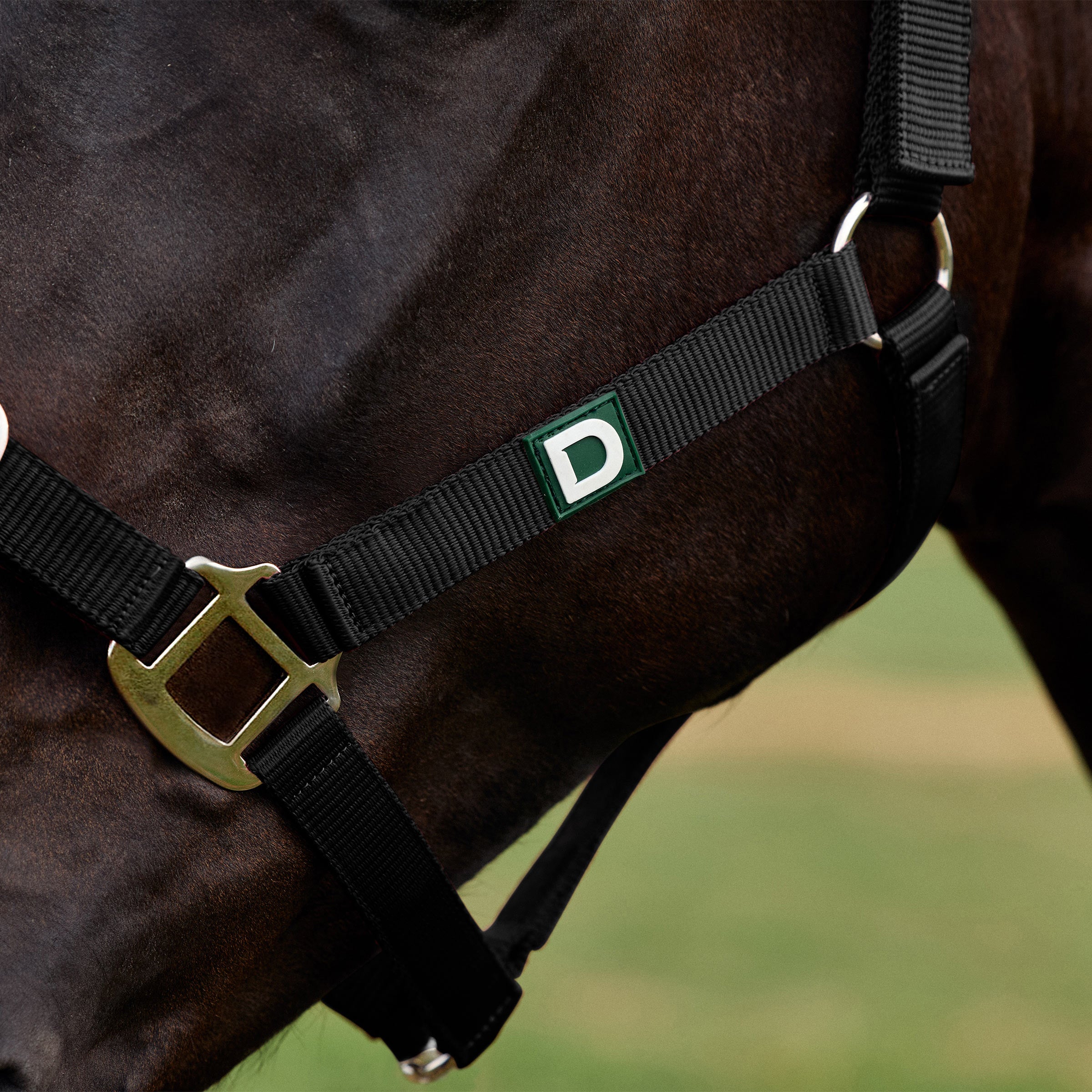 Dublin Everyday Headcollar