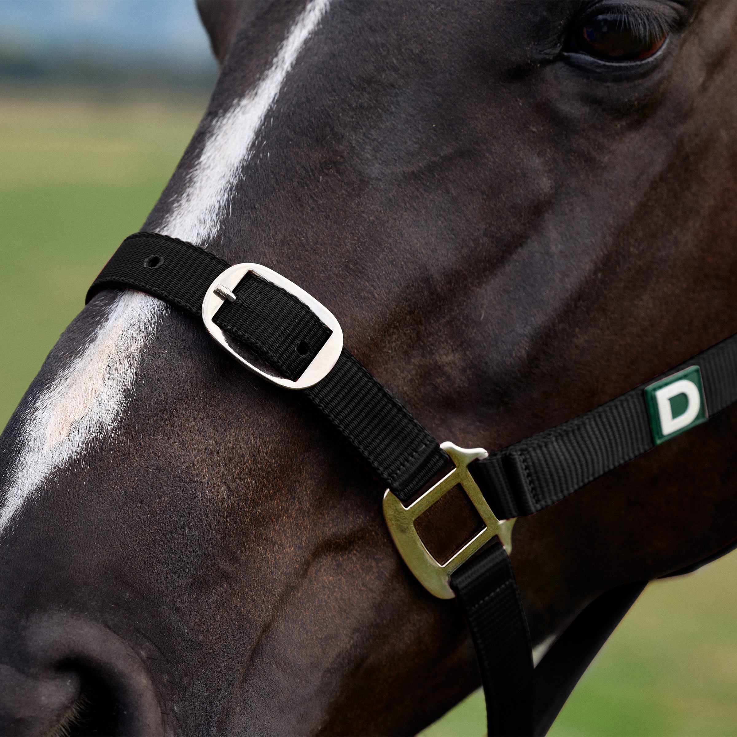 Dublin Everyday Headcollar