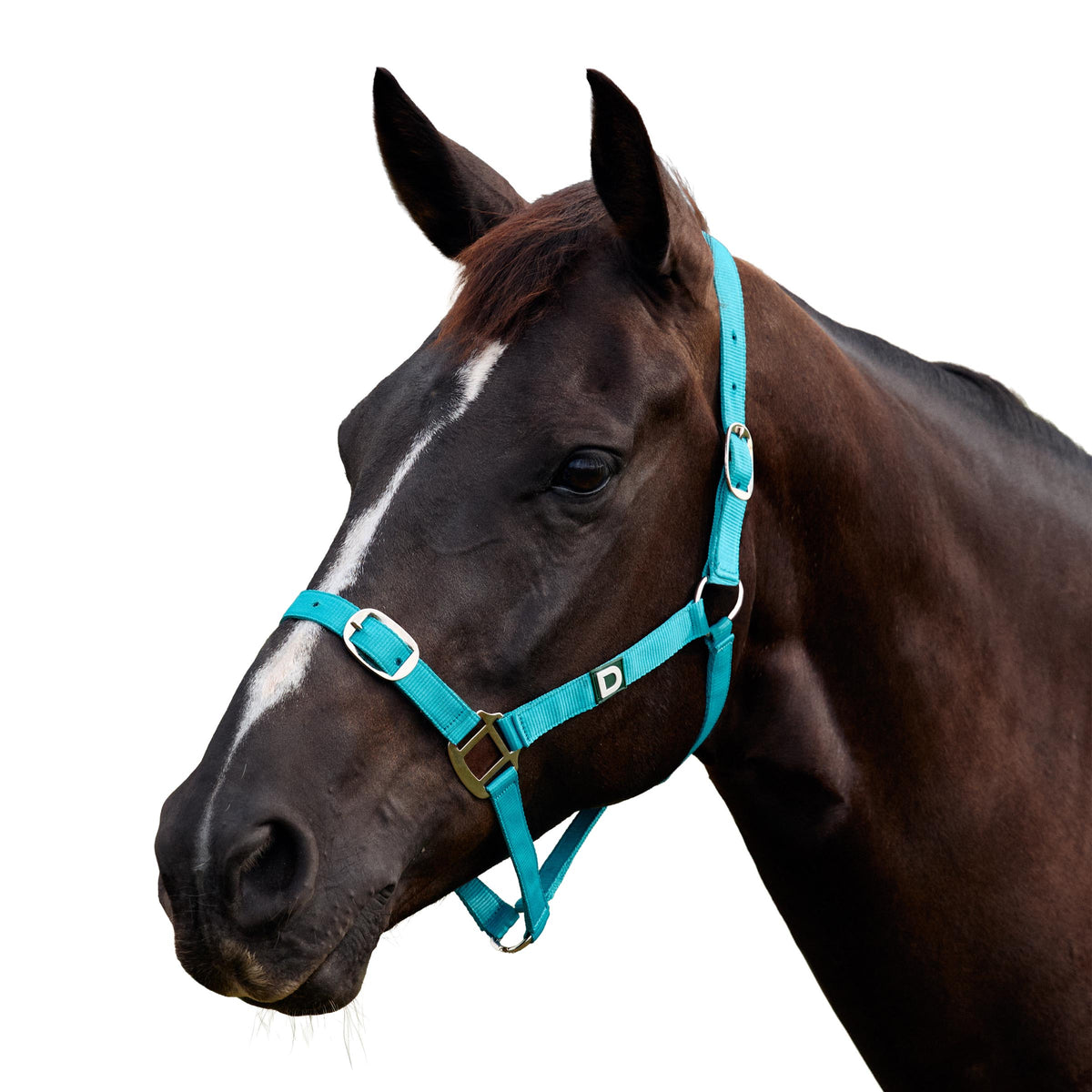 Dublin Everyday Headcollar