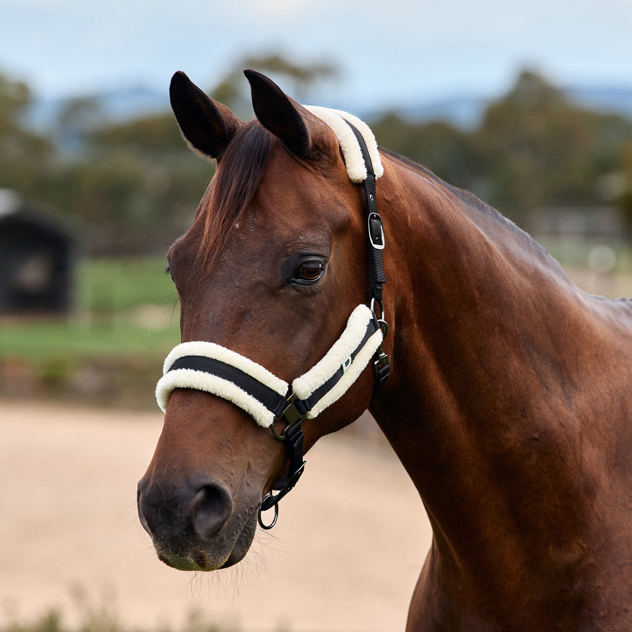 Dublin Soft Fit Headcollar