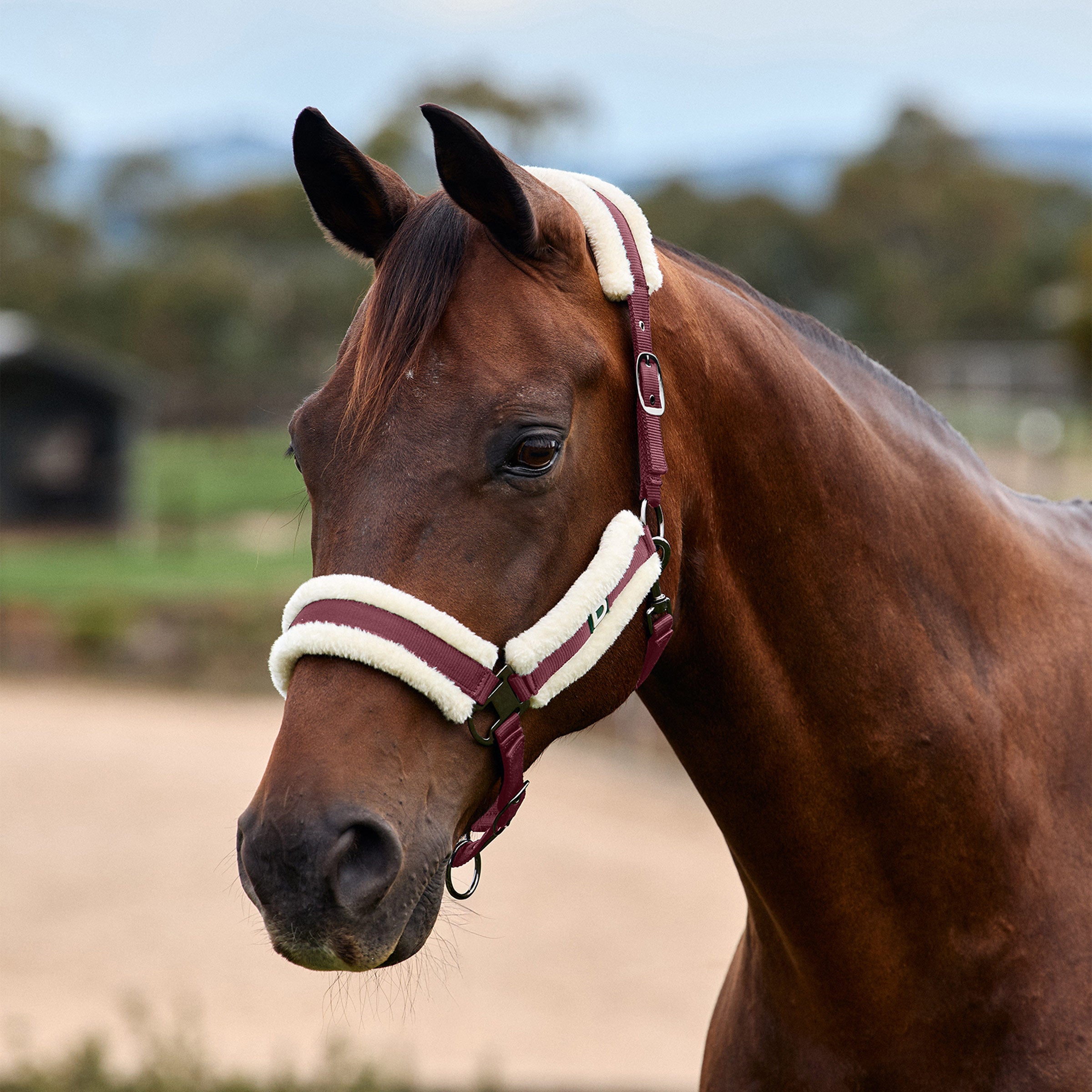 Dublin Soft Fit Headcollar