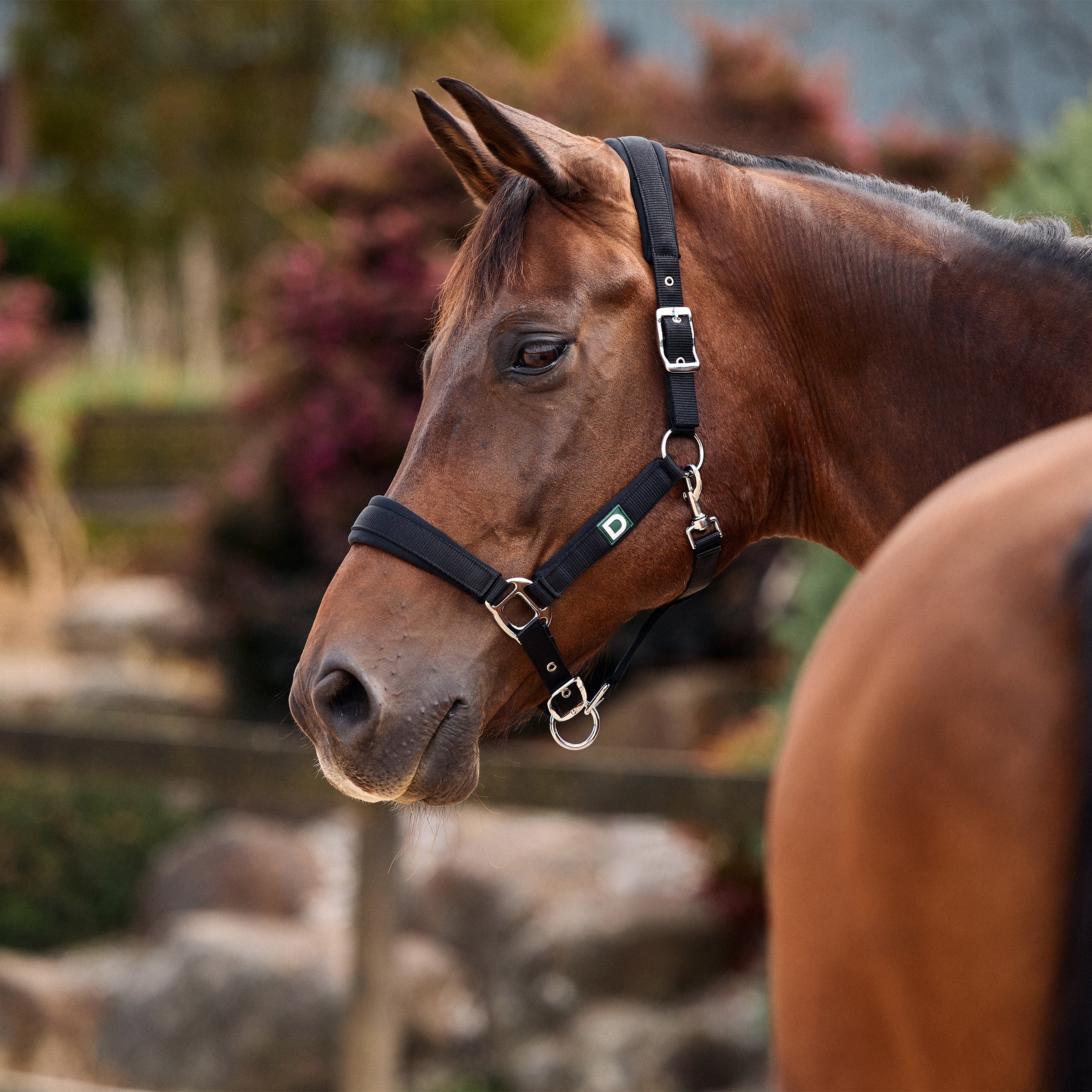 Dublin Everyday Headcollar