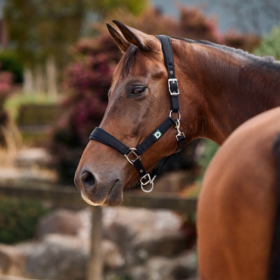 Dublin Everyday Headcollar