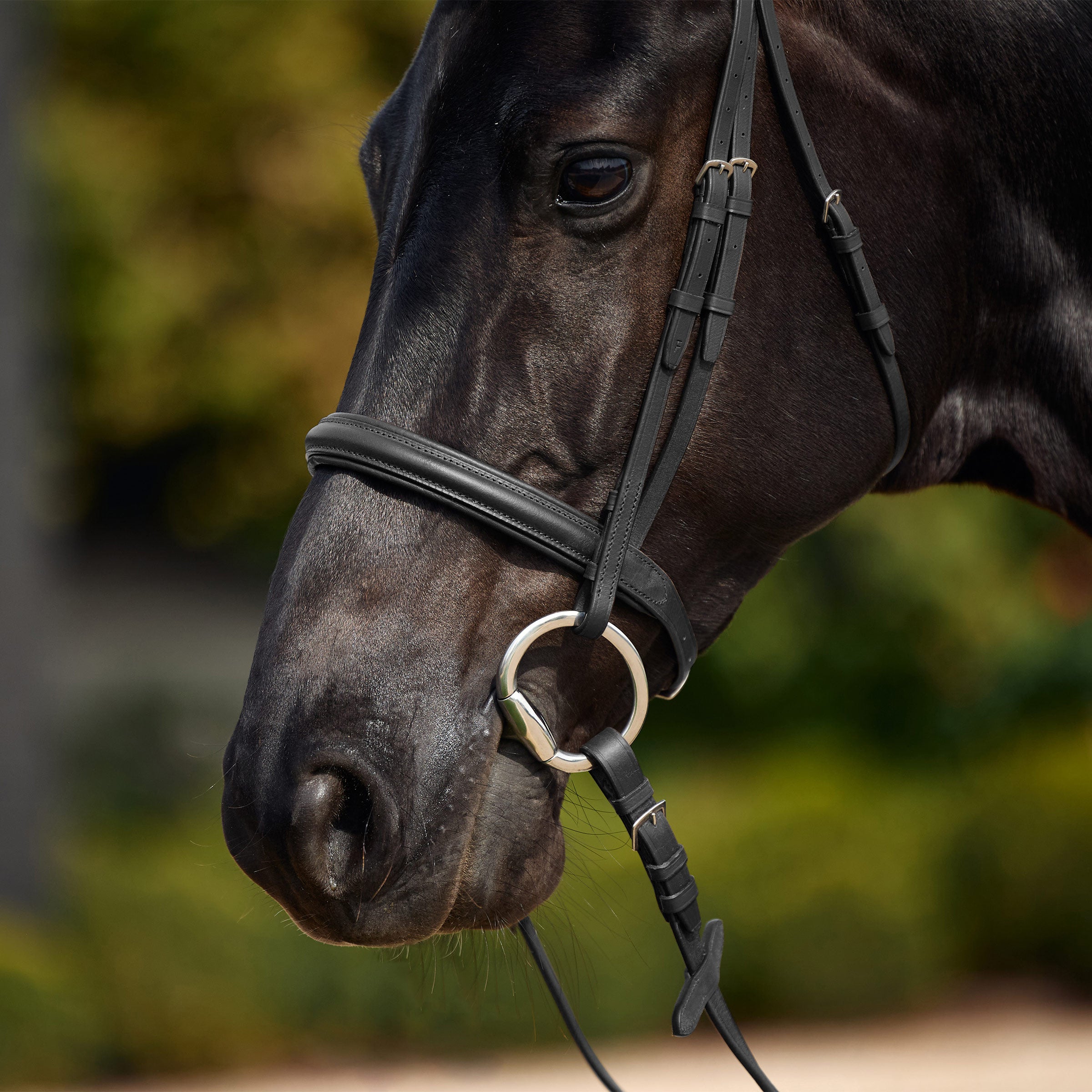 Dublin Padded Cavesson Bridle