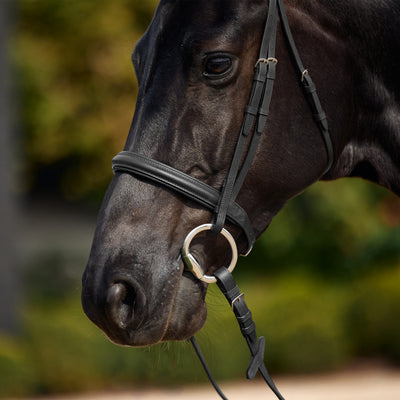 Dublin Padded Cavesson Bridle