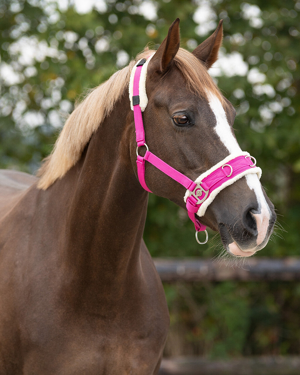 QHP Lunging Cavesson