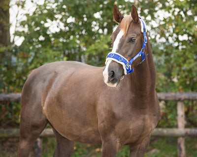 QHP Lunging Cavesson