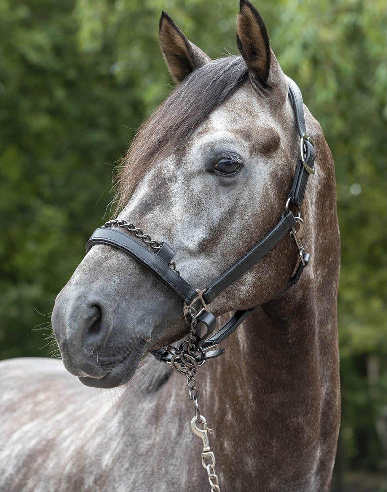 LeMieux Leather Control Halter