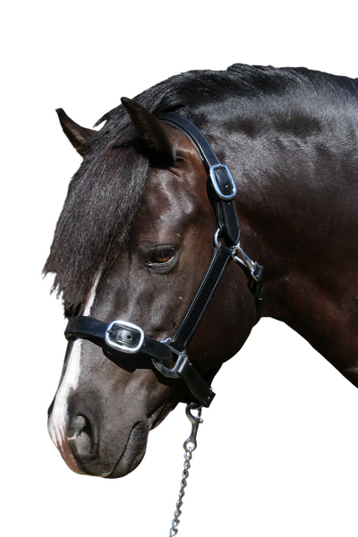 Flexible Fit Plain Flat Leather Halter