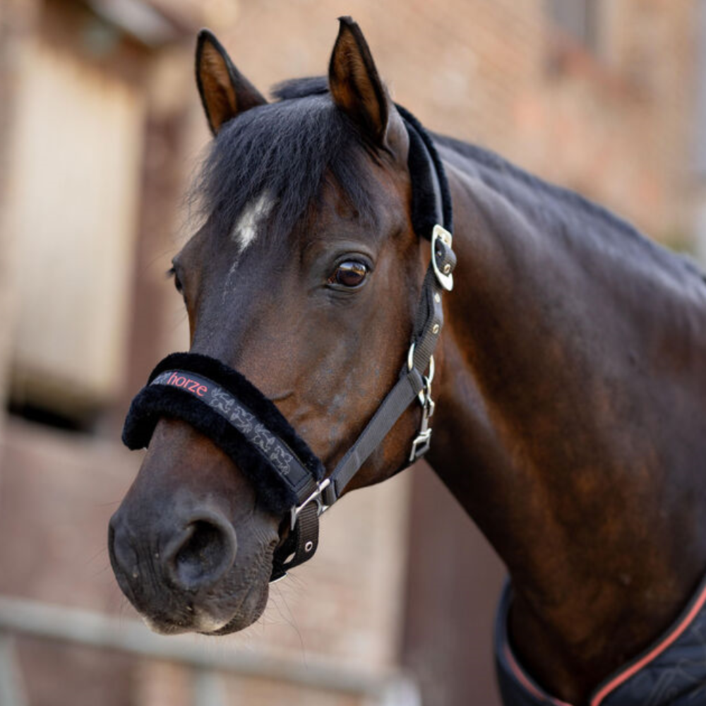 Horze Pegasus Pony Halter Set