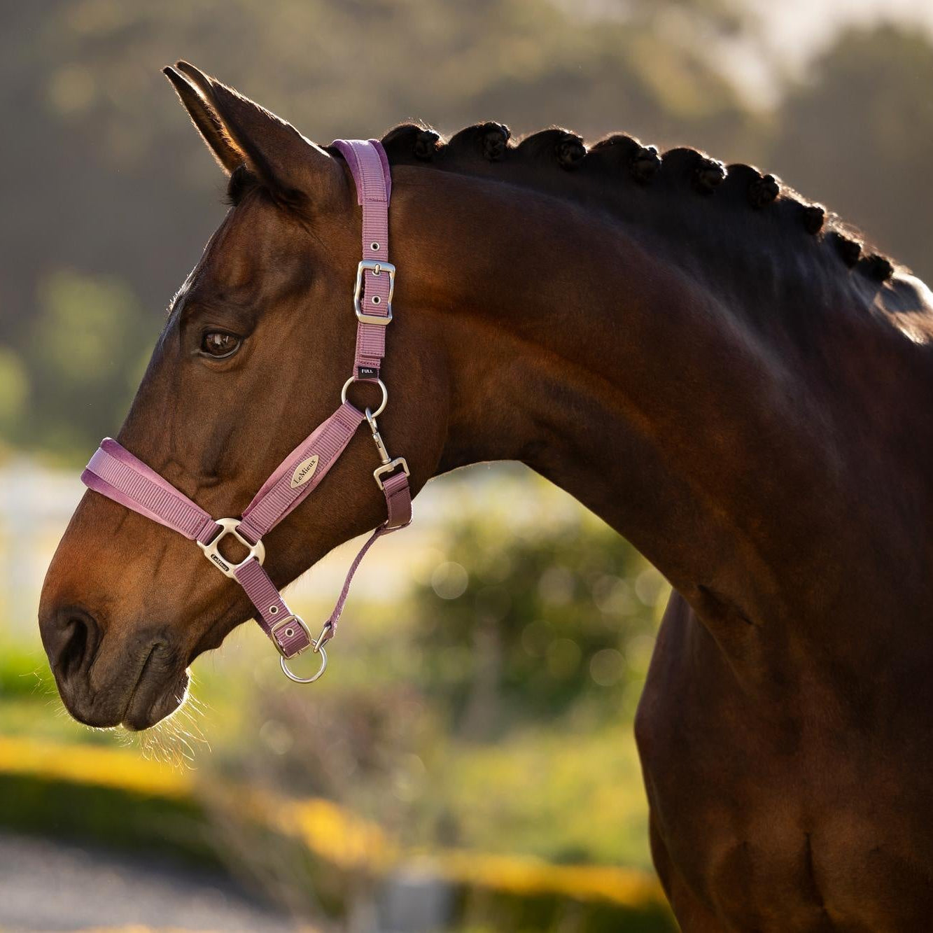 LeMieux Versailles Headcollar - SS26