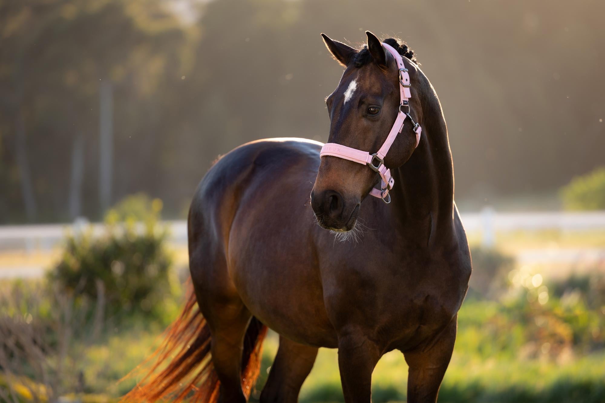 LeMieux Essence Headcollar - SS26