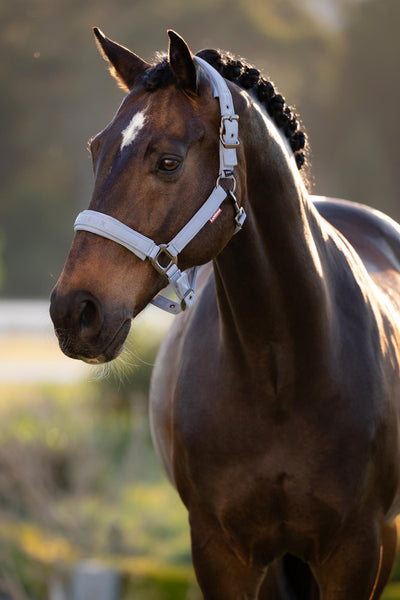 LeMieux Essence Headcollar - SS26