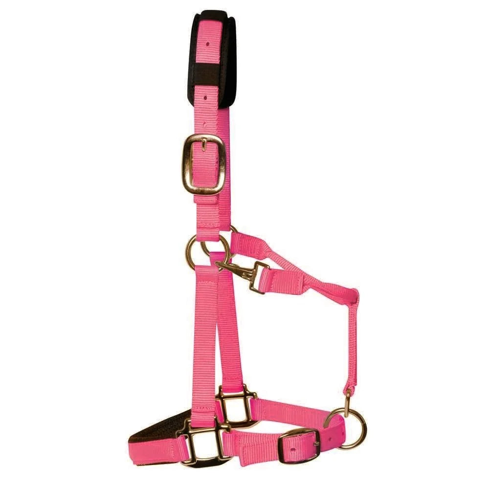 KM Elite Luxury Padded Headcollar