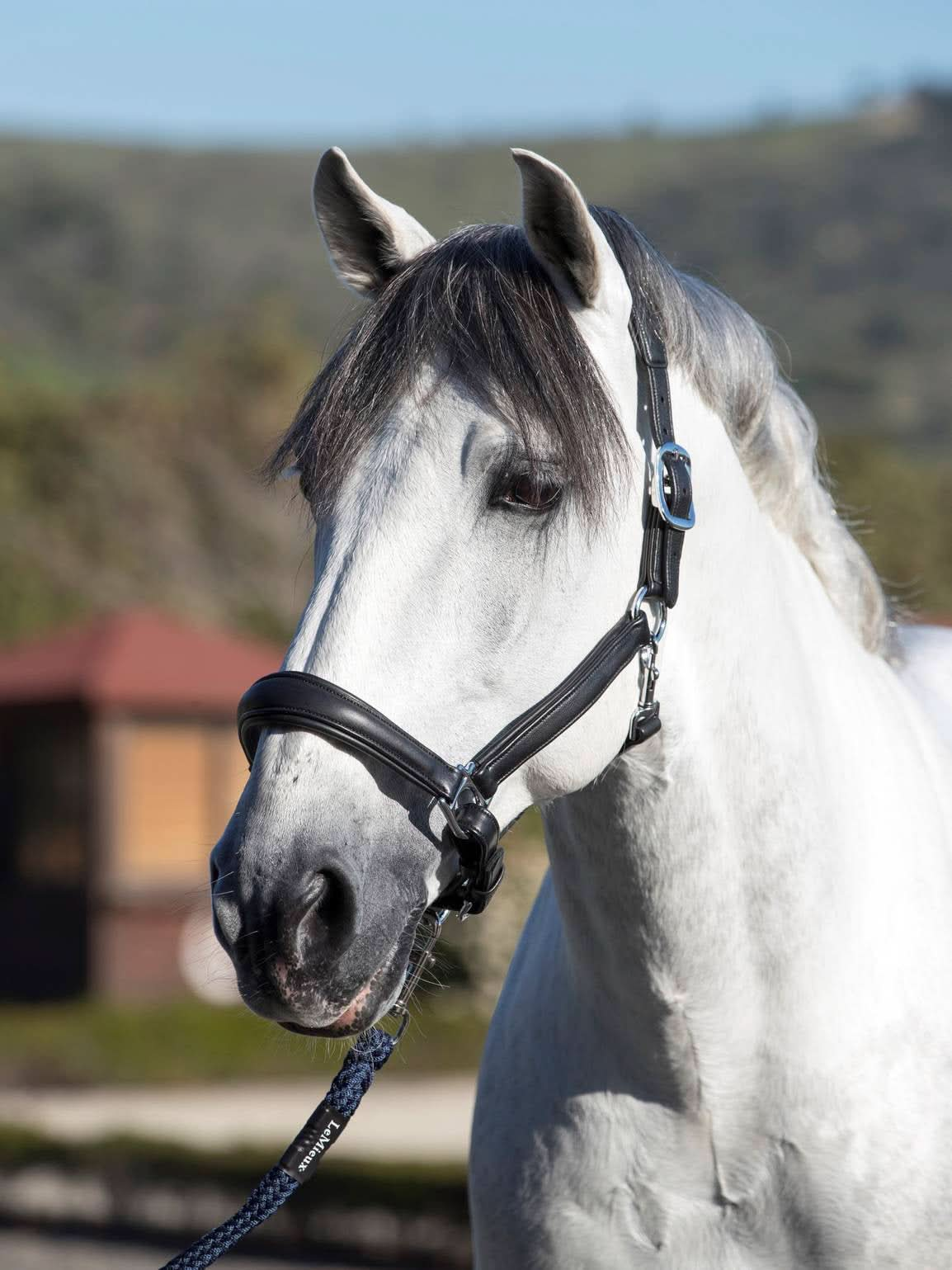 LeMieux Anatomic Headcollar