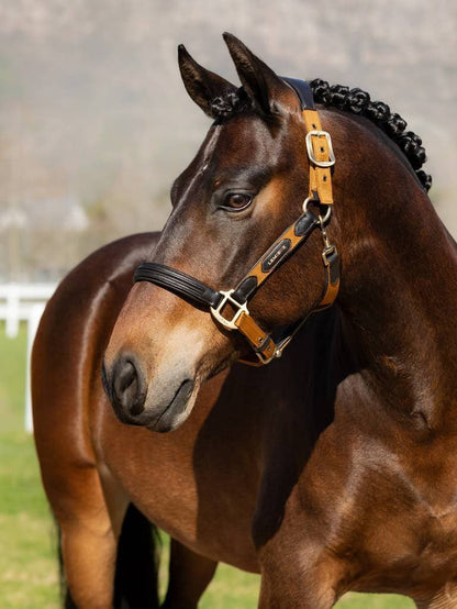 LeMieux Capella Headcollar - AW24