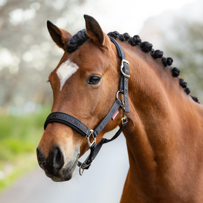 LeMieux Logo Headcollar - AW24