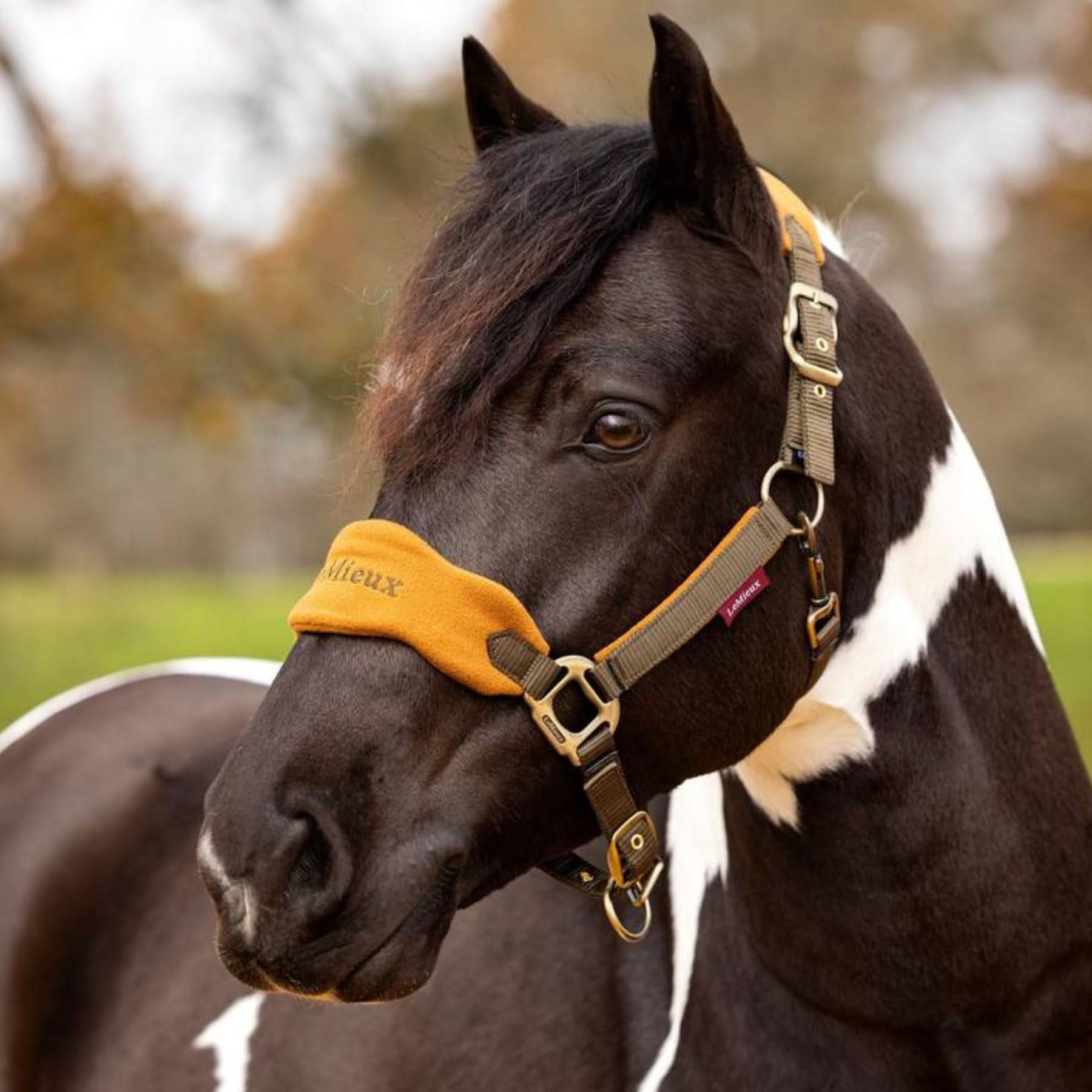 LeMieux Vogue Headcollar & Leadrope - AW24