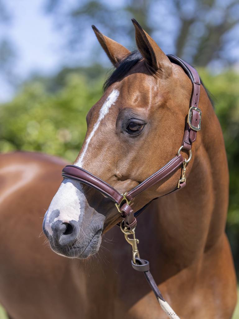 LeMieux Anatomic Headcollar