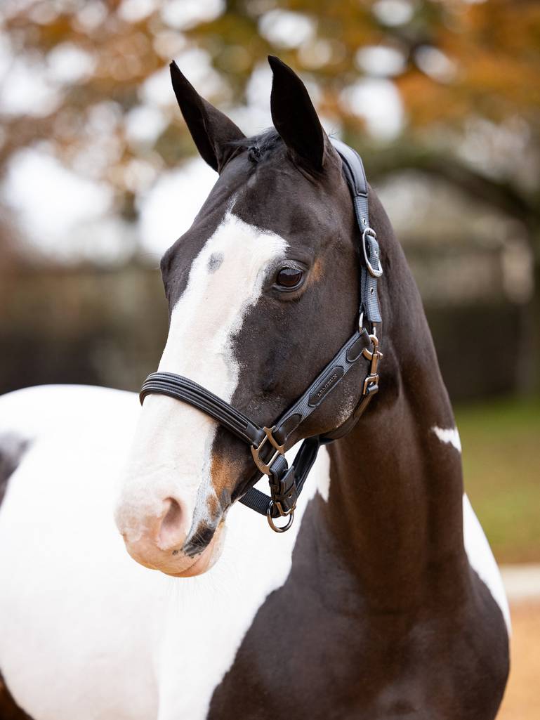 LeMieux Capella Headcollar - AW24