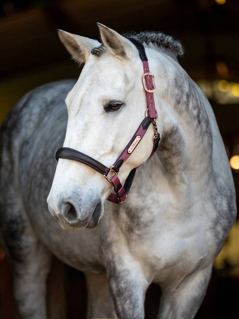 LeMieux Capella Headcollar