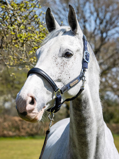 LeMieux Capella Headcollar