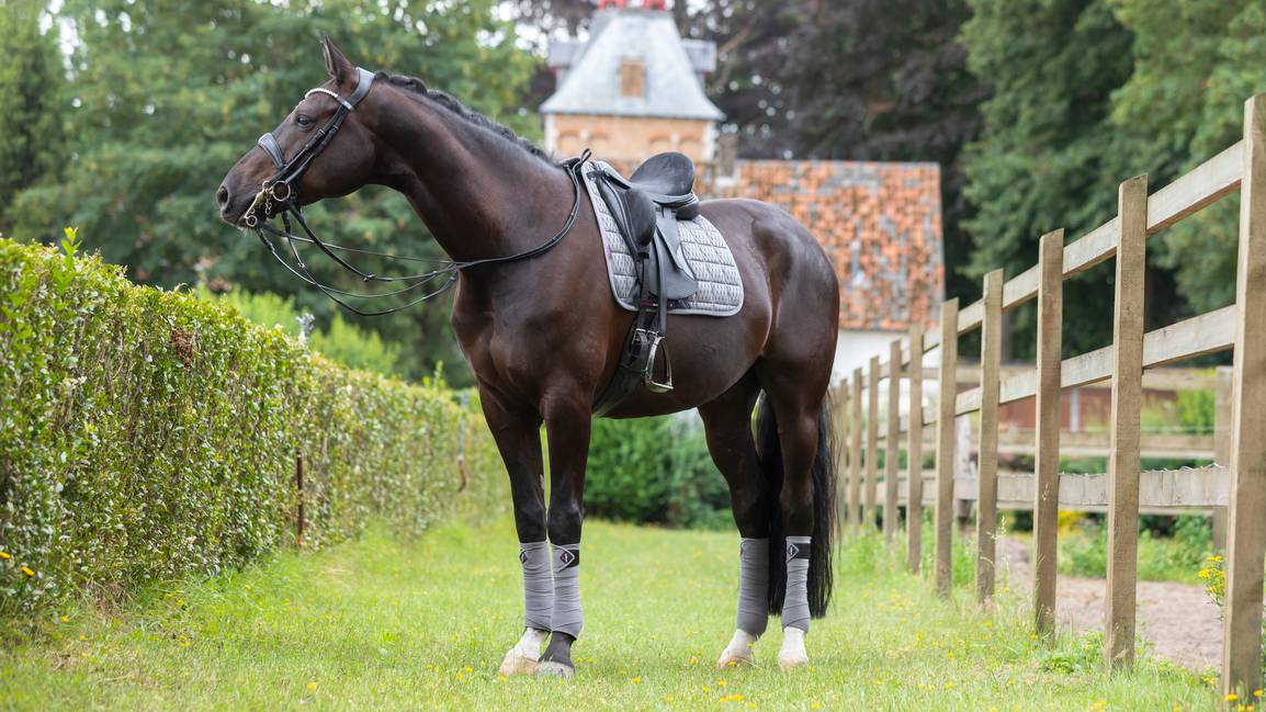 LeMieux Carbon Mesh Dressage Square Saddle Pad