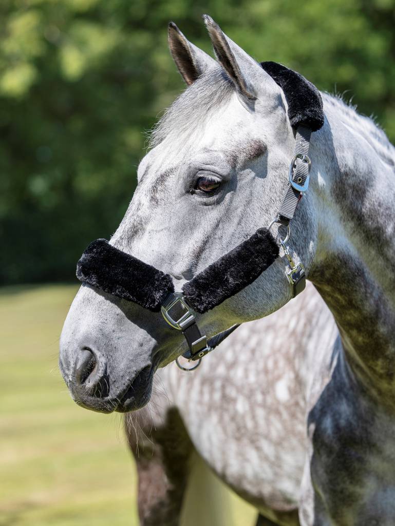 LeMieux Comfort Headcollar