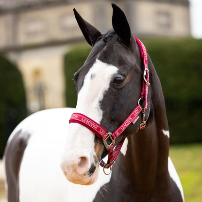 LeMieux Logo Headcollar - AW24