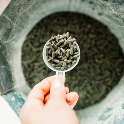 Poseidon Daily Balance