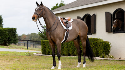 LeMieux Merino + Hunter Saddle Pad