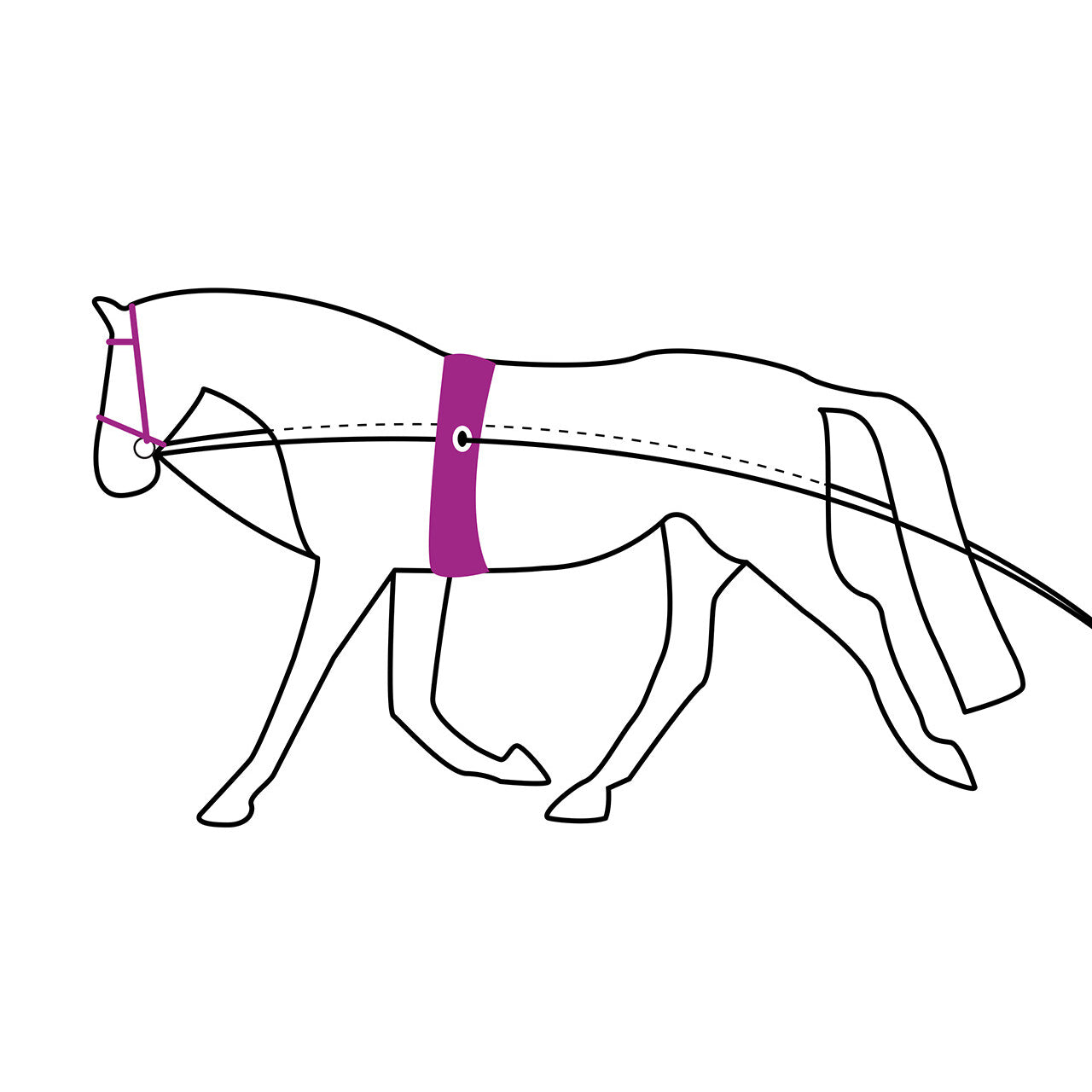 QHP Double Lunging rein