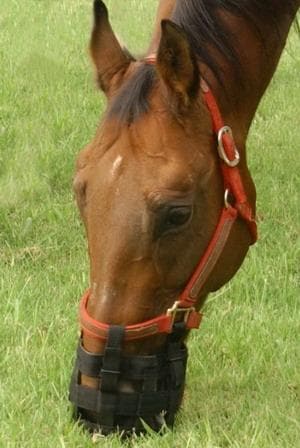 Best Friend Grazing Muzzle