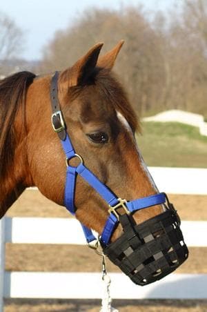 Best Friend Grazing Muzzle