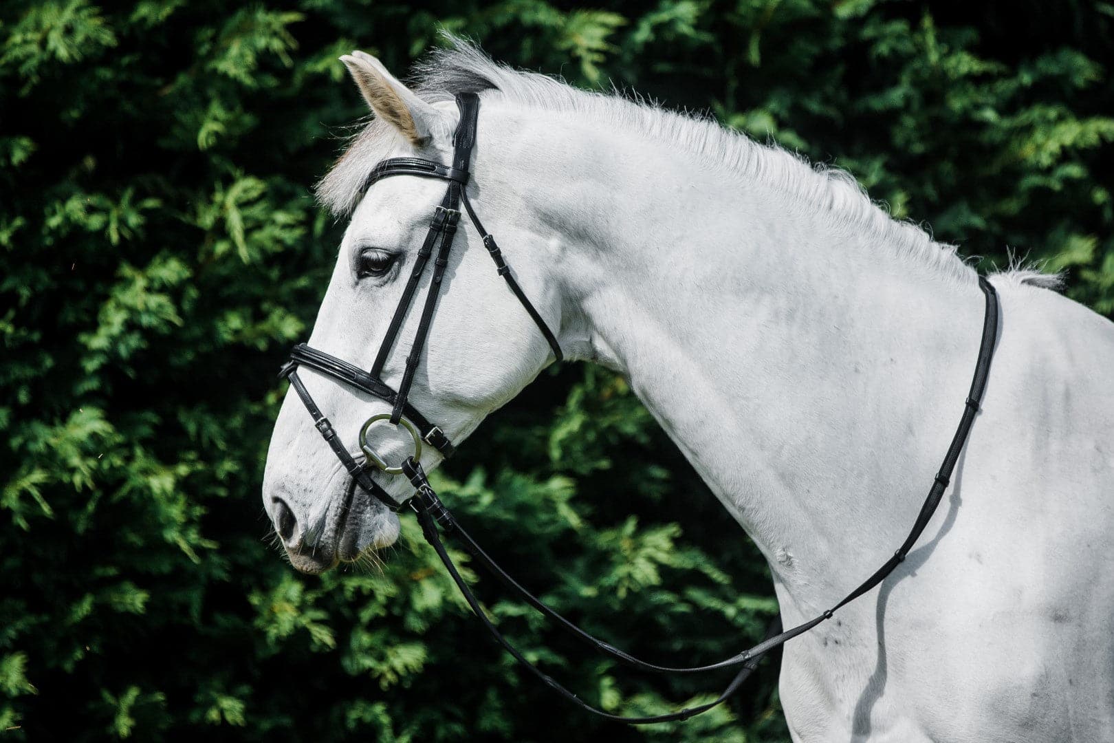 Cavallino Anatomical Patent Padded Bridle