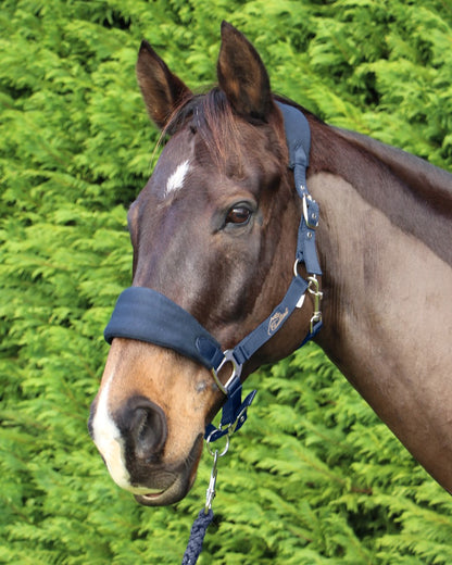 Cavallino Padded Web Halter & Lead Set