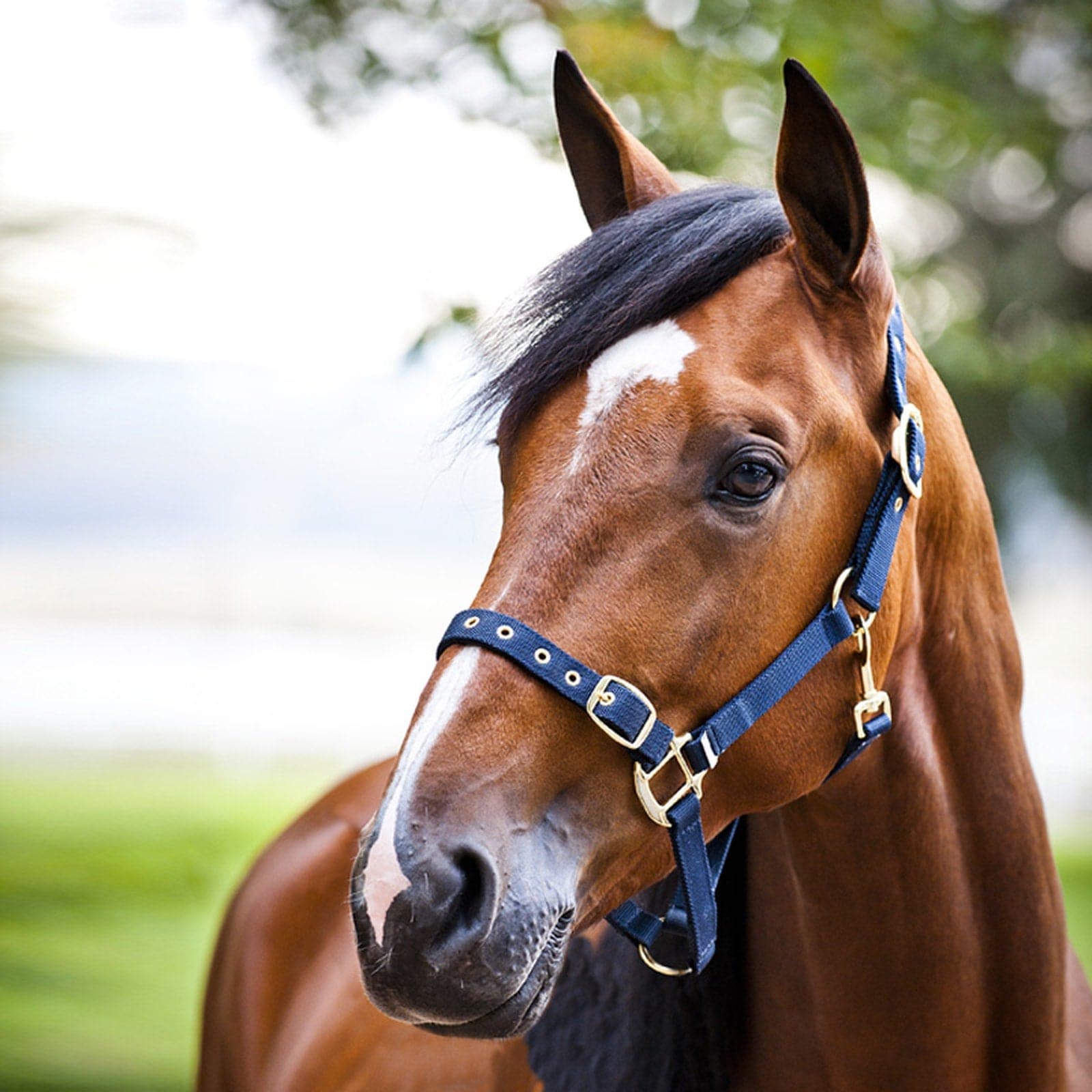 Finntack Pro Nylon Halter with Open Nose