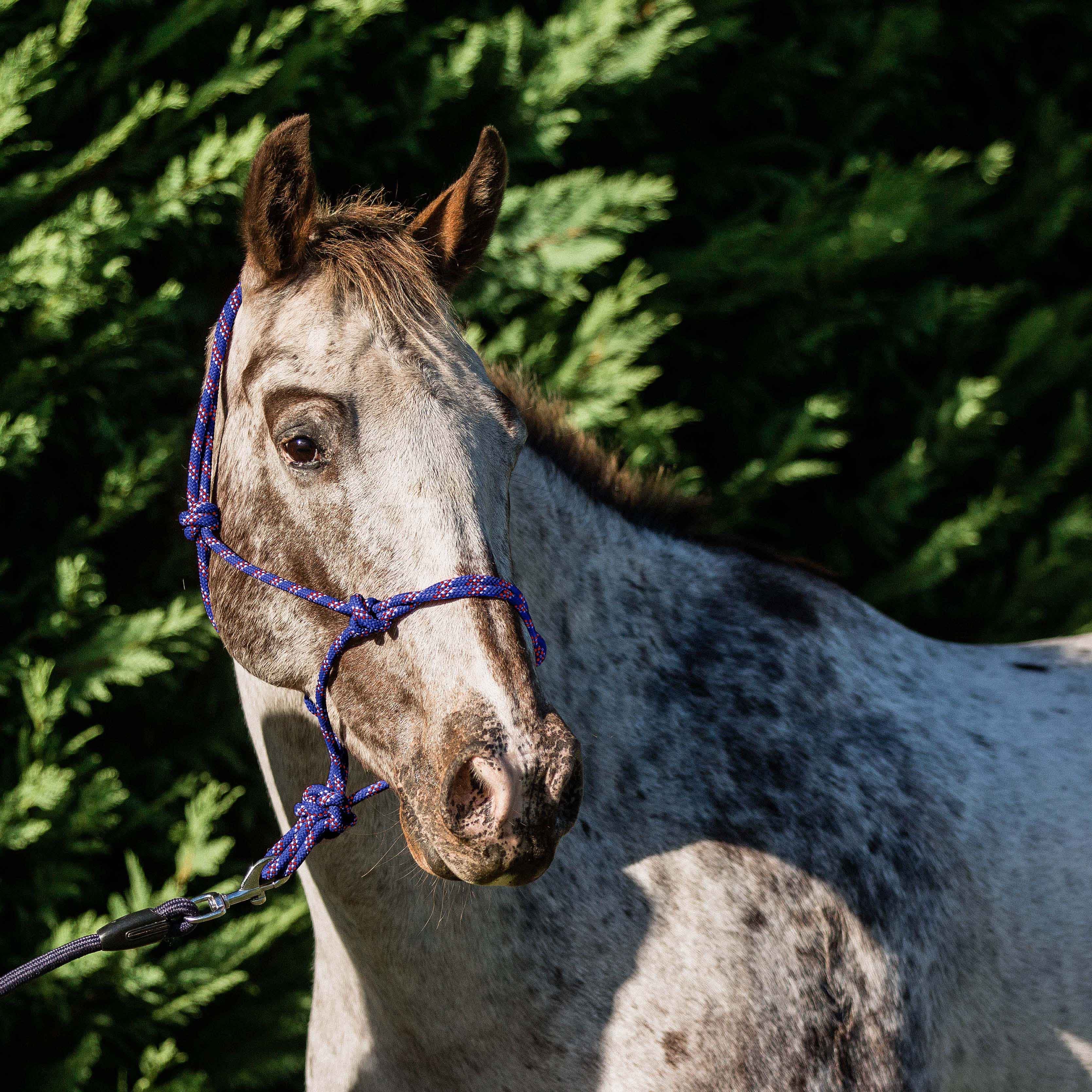 Flair Rope Halter