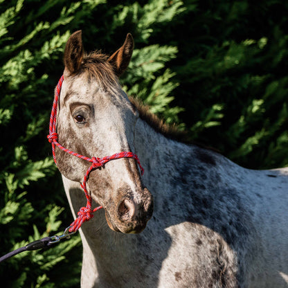 Flair Rope Halter