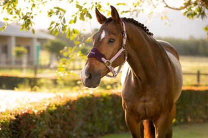 Lemieux Vogue Headcollar & Leadrope